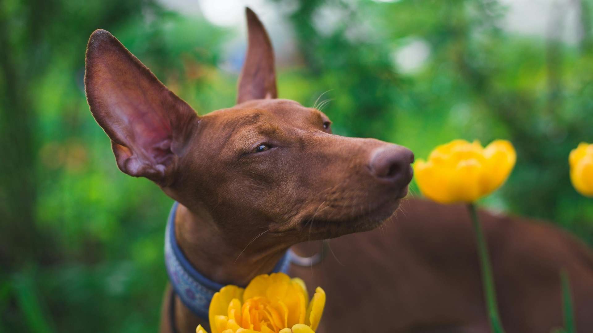 perro oliendo flores